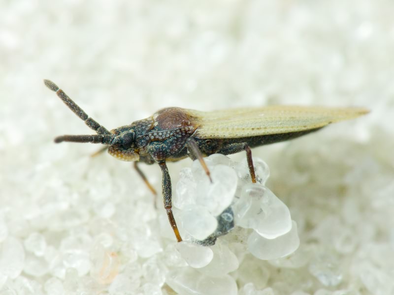 Catoplatus carthusianus (Goeze, 1778)